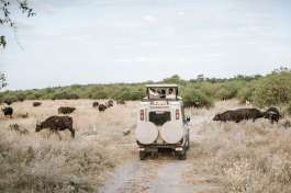 Safari vehicle 
