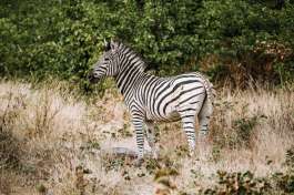 Zebra in Moremi Game Reserve, Botswana 