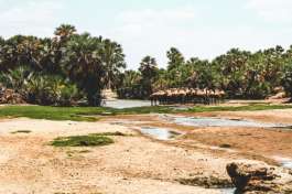 Camels in Chalbi  