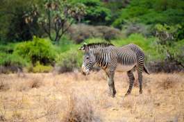 Grevys zebra in Samburu national park 