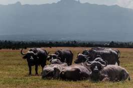 ol Pejeta Buffalo in front of Mount Kenya  