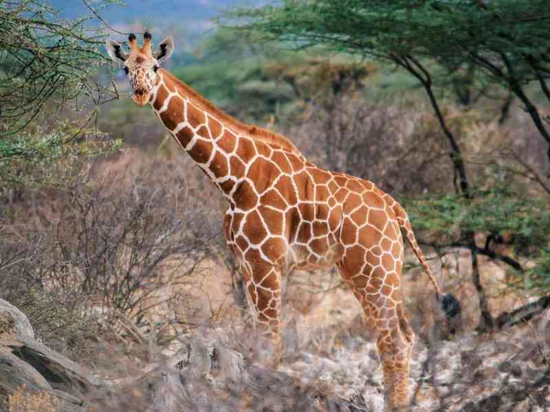 Reticulated Giraffe in Samburu national reserve