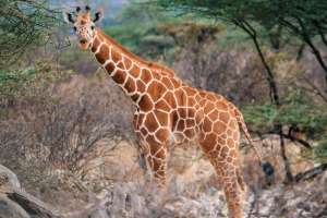 Reticulated Giraffe in Samburu national reserve