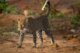 Samburu national park Leopard 