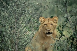 Lion cub 