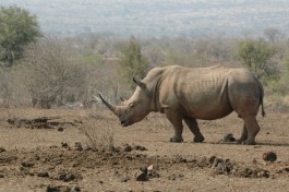 Rhino in Kruger Park 