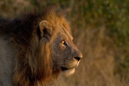 Kruger Park Lion 