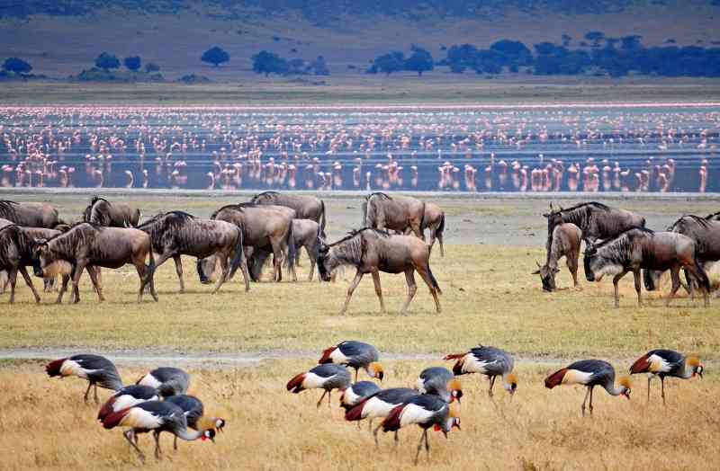 Ngorongoro crater Wildebeest and Crowned-Cranes