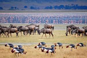 Ngorongoro crater Wildebeest and Crowned-Cranes