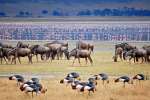 Ngorongoro crater Wildebeest and Crowned-Cranes 