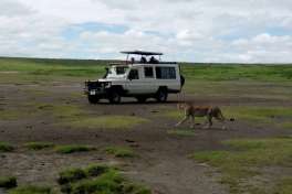 Safari Transport in Serengeti with Cheetah 