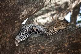 Serengeti Leopard 