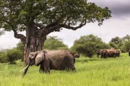 Tarangire Elephants and Baobab tree 