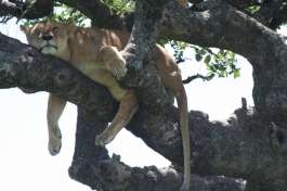 Tree climbing Lions of Tarangire national park 