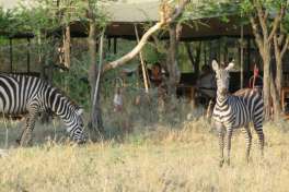 Zebra in Serengeti Wilderness central camp  