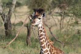 Private Safari Tanzania giraffe in Serengeti 