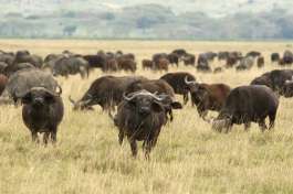 Buffalo in the Ngorongoro Crater 