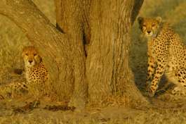 Cheetah in Serengeti 