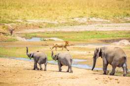 Elephants and Lion in Tarangire national park 