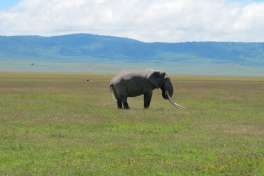 Ngorongoro Elephant 