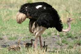Ostrich family Tarangire National Park 
