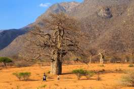 Tarangire Baobab, Private Safari Tanzania 
