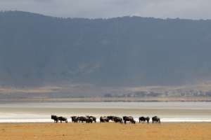 Wildebeest in the Ngorongoro Crater