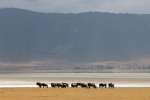 Wildebeest in the Ngorongoro Crater 
