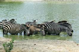 Zebra in Tarangire river 