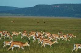 Thompsons Gazelle Herd in Serengeti 