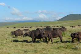 Serengeti Buffalo 
