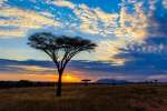Sunset in the Serengeti 