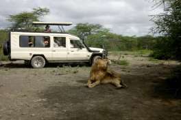 Safari vehicle with lion in serengeti 