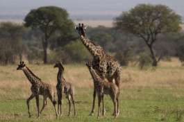 Serengeti giraffe  