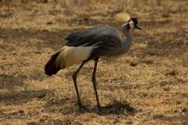 Crowned Crane Serengeti 