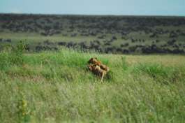 Wildebeest with Lion hunting 