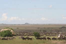 Wildebeest and zebra in Serengeti 