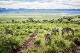 Zebra feeding on the Ngorongoro crater rim 