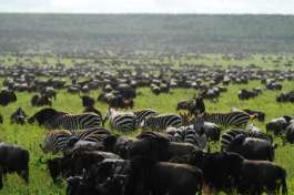 Thousands of Wildebeest in Serengeti 