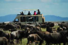 Safari Vehicle with Wildebeest 
