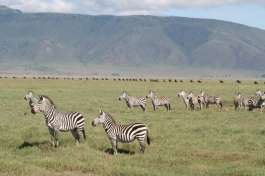 Ngorongoro Crater Zebra 