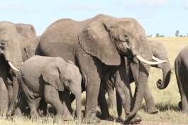 Serengeti Elephant Family 