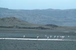 Lake natron flamingo 