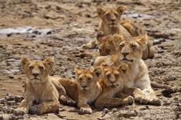 Serengeti lion family 