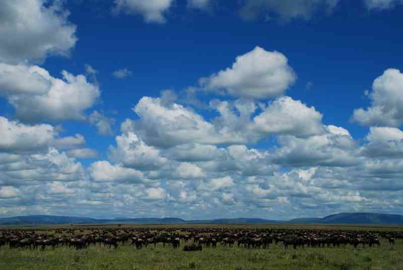 Wildebeest  in Serengeti
