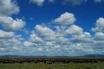 Wildebeest  in Serengeti 