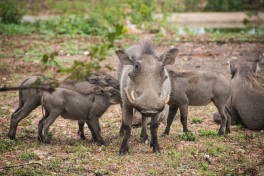 Warthogs in Kruger Park 