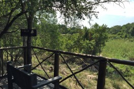 Treehouse camp view 