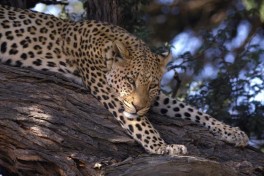 Kruger Safari Big 5, leopard 