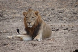 Kruger Safari Big 5, lion 